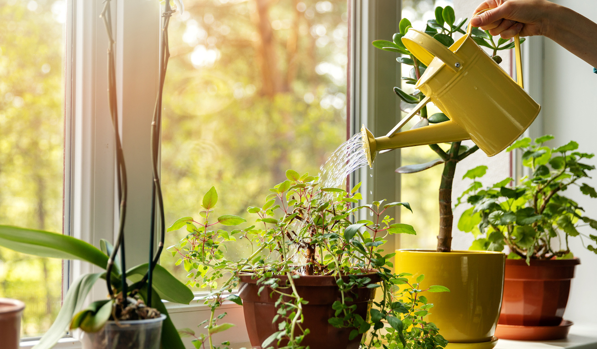 How to Choose The Best Indoor Plants For Your Home
