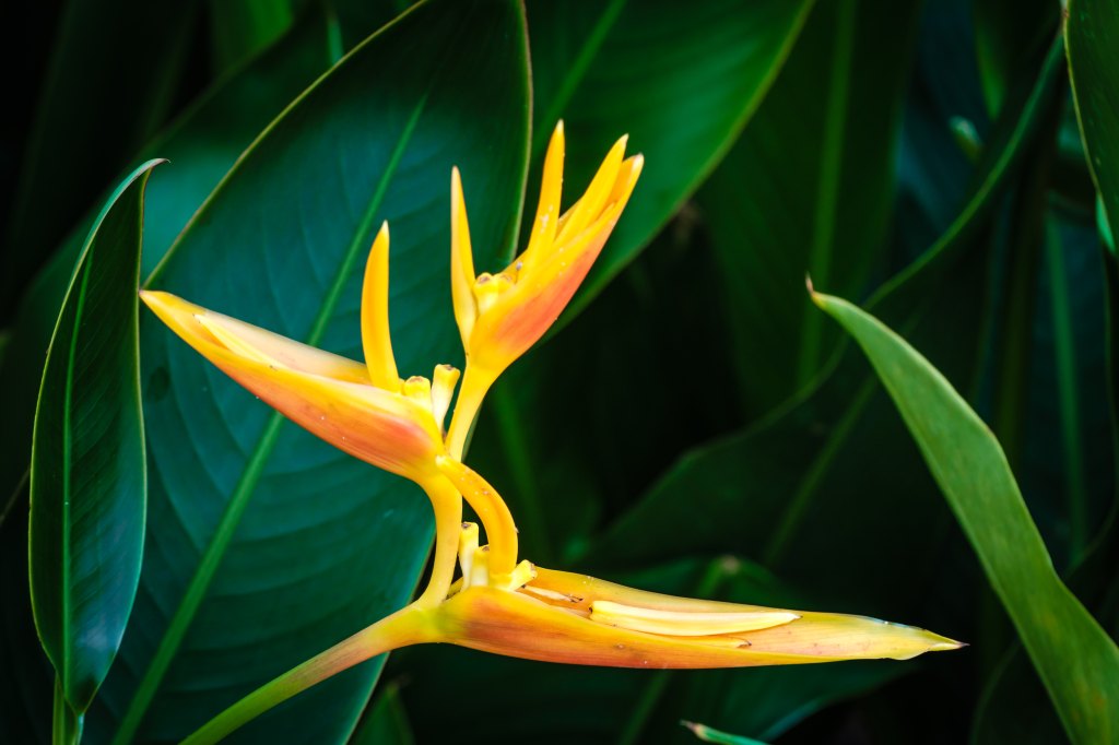 flower Bird of paradise (Strelitzia Reginae) blossom in botanic garden