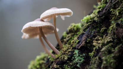 mushrooms in mossy ground