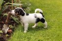 High Angle View Of Jack Russell Terrier Puppy In Back Yard