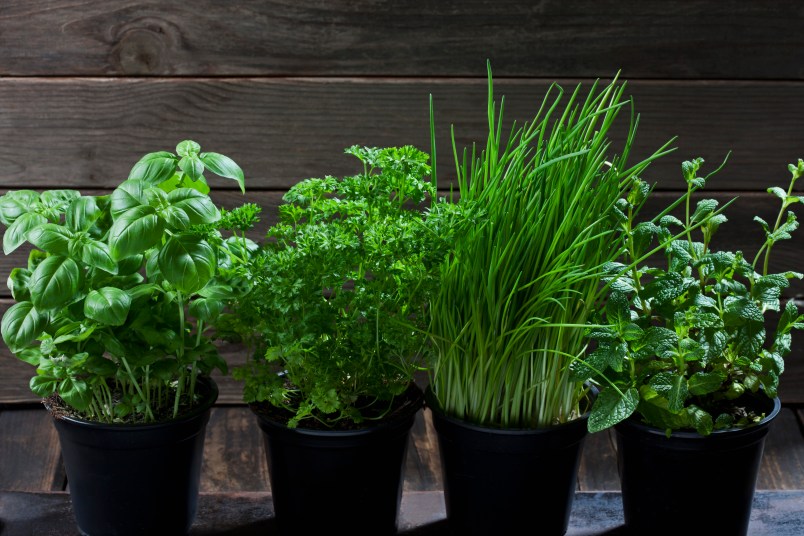 The Easiest Way to Grow Your Own Herbs Indoors - Woman's World