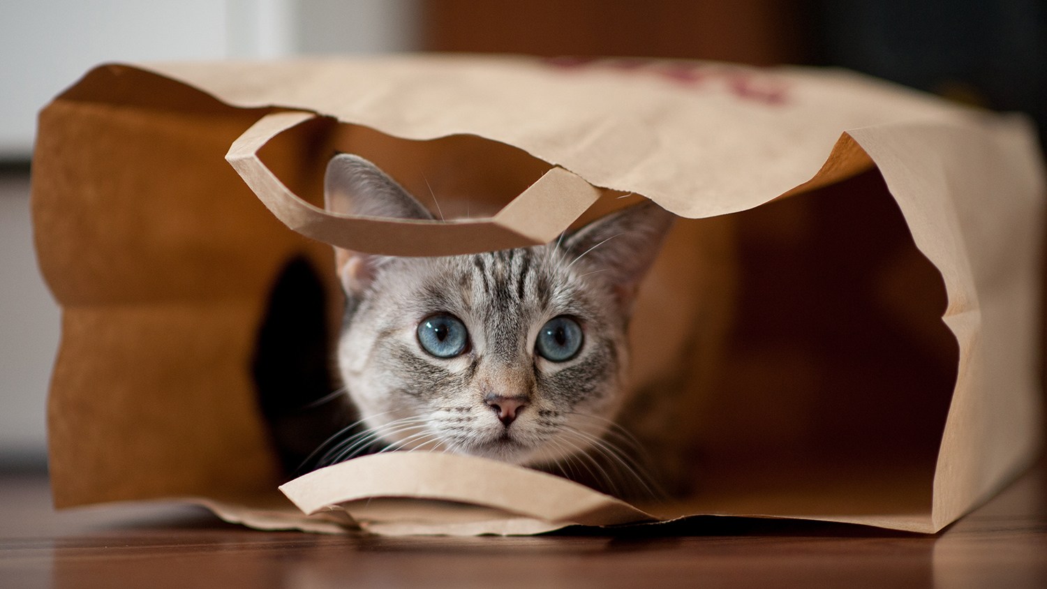 11 Adorable Cats Cozied Up In Bags Woman's World