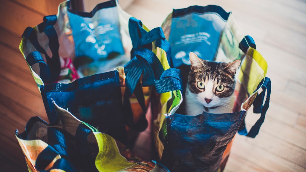 Cat sitting inside reusable grocery bag