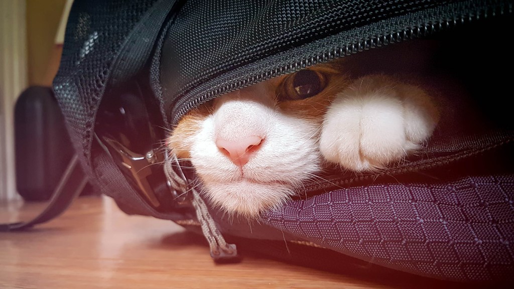 Cat with pink nose poking head out of backpack