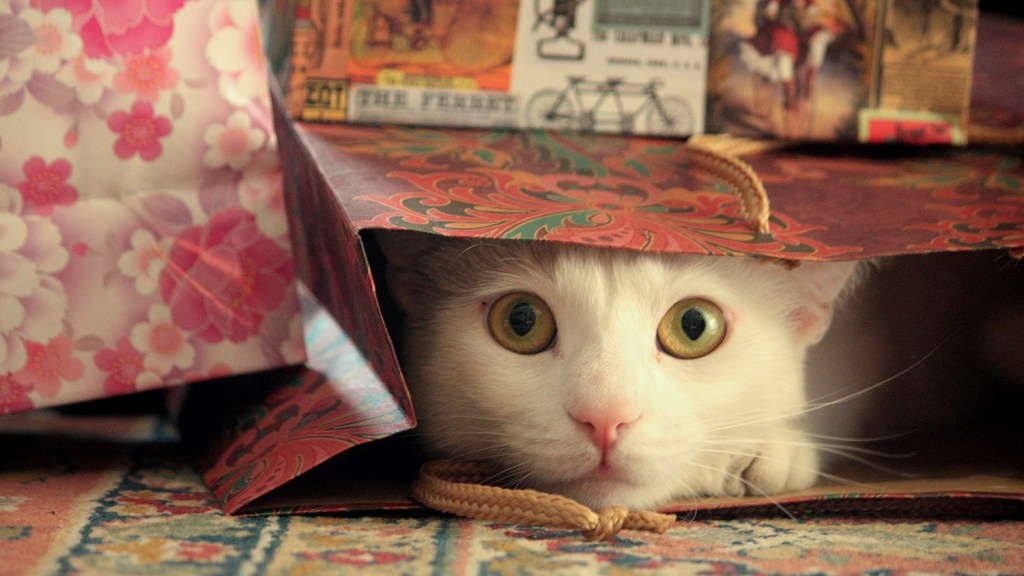 White cat peeking out of gift bag