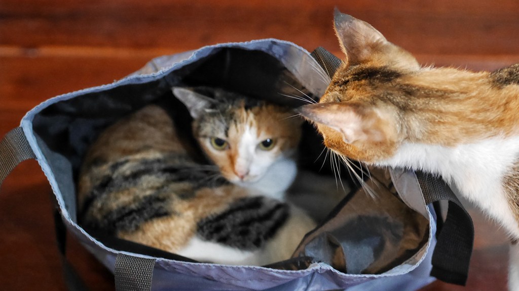 Cat looking into tote bag with other cat inside