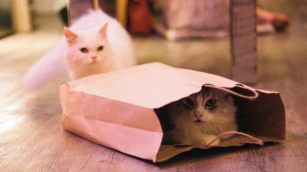 White cat looking another cat inside a paper bag