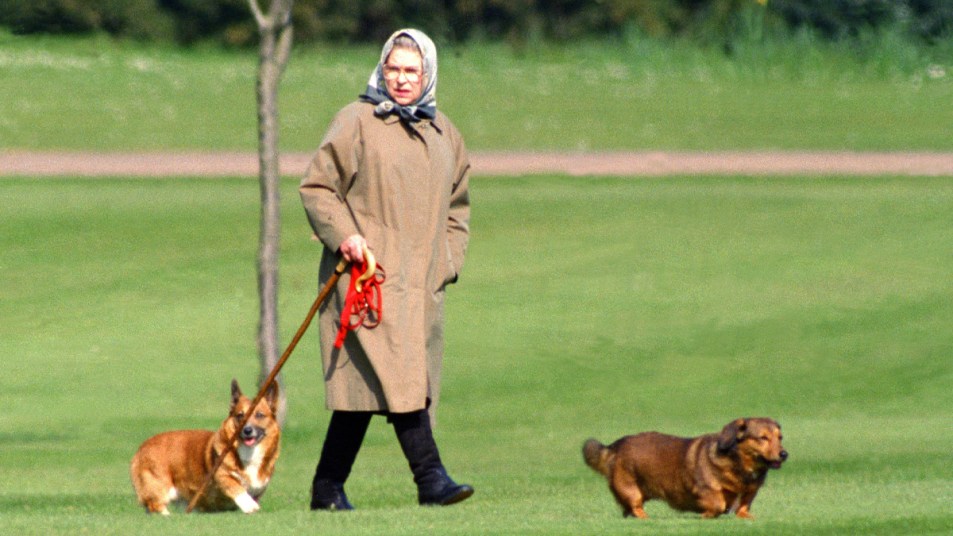 Queen Elizabeth walking with two corgis
