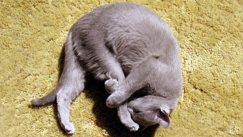 Gray cat curled up and holding its own leg