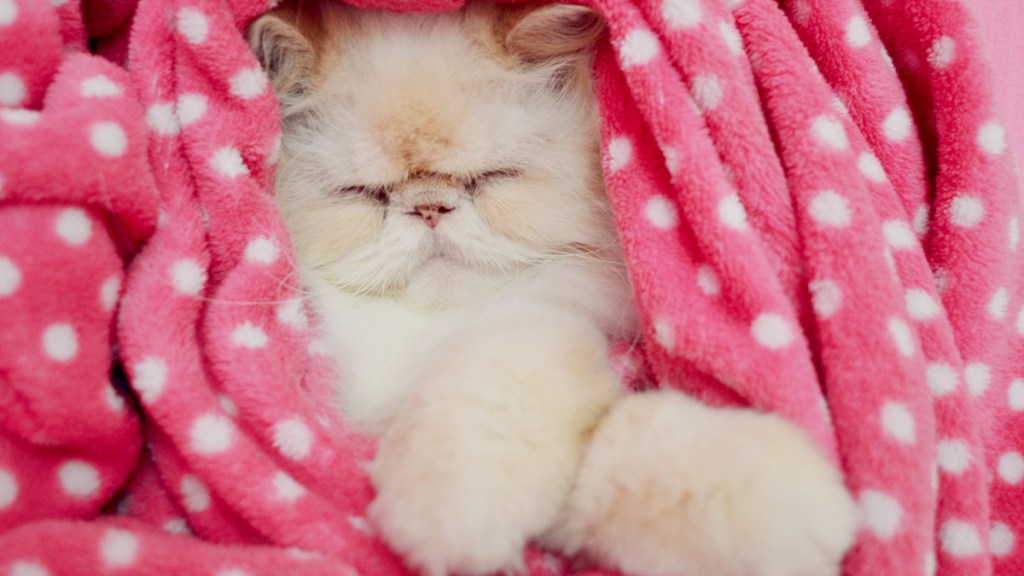 White fluffy cat wrapped in a pink blanket with white polka dots