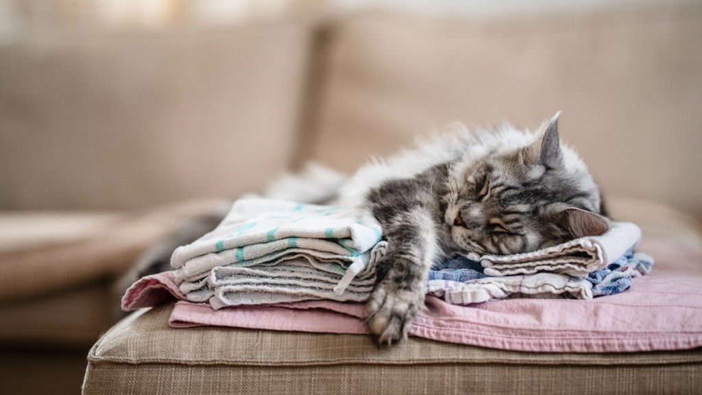 Fluffy gray cat asleep on folded tea towels