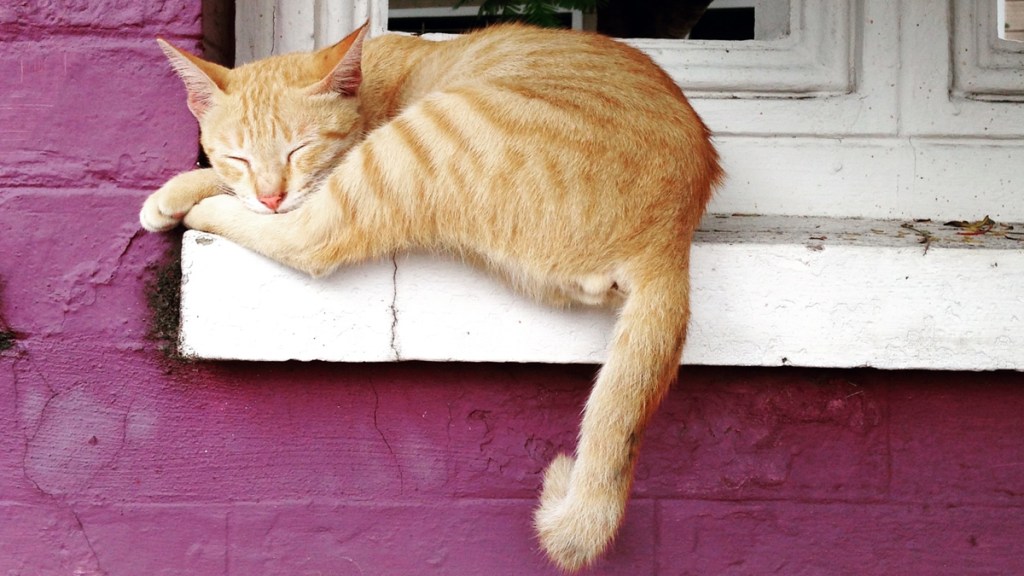 Orange cat sleeping on a windowsill