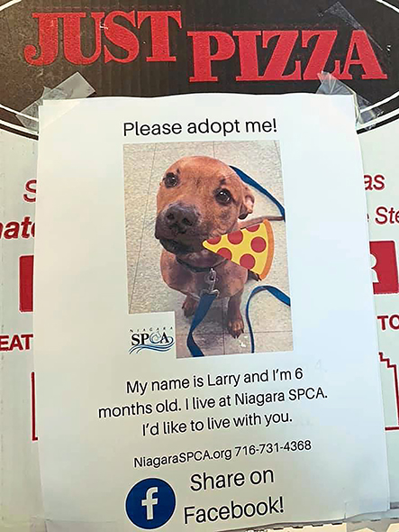 Larry the shelter dog on the pizza box