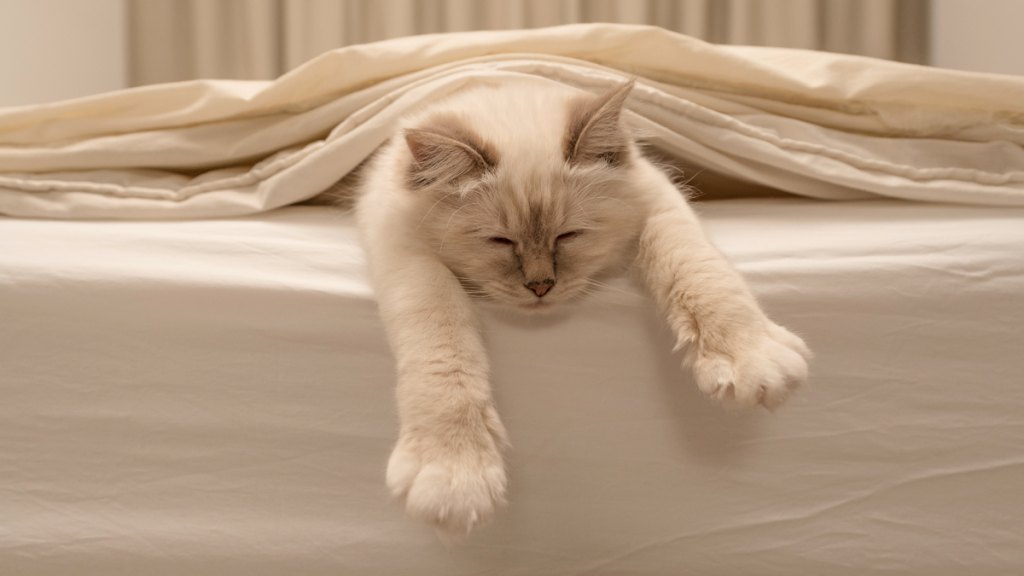 Sleeping white cat reaching paws out of white bed linen