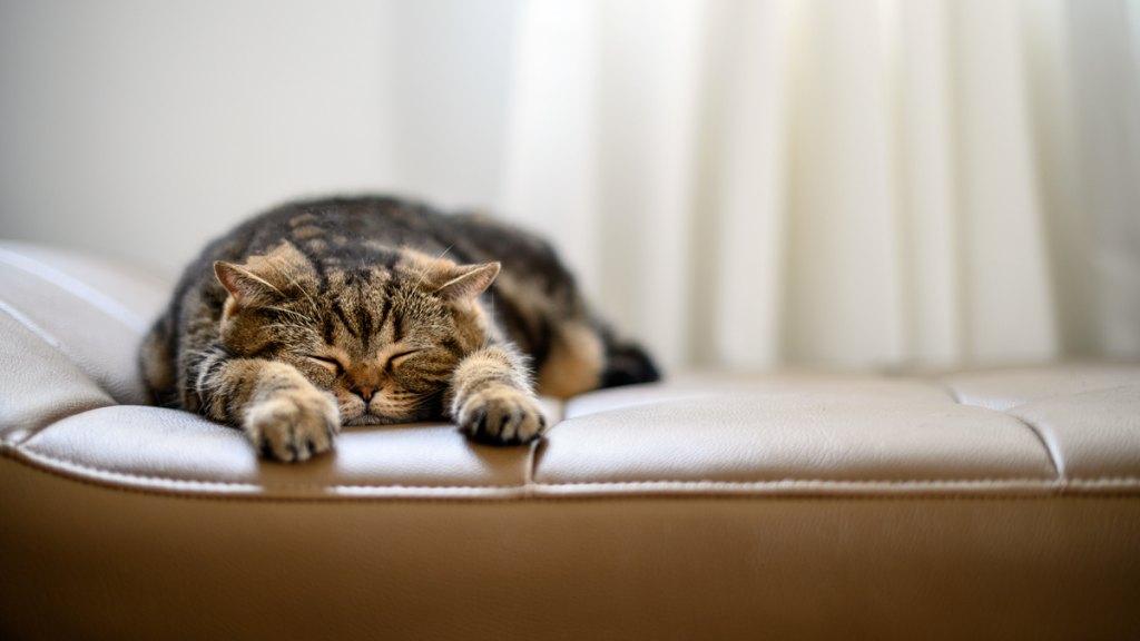 Tabby cat flattened out asleep on tan leather chair