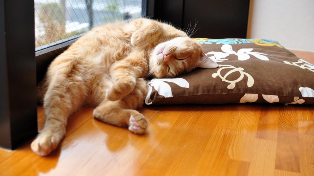 Ginger cat curled up asleep on floor pillow