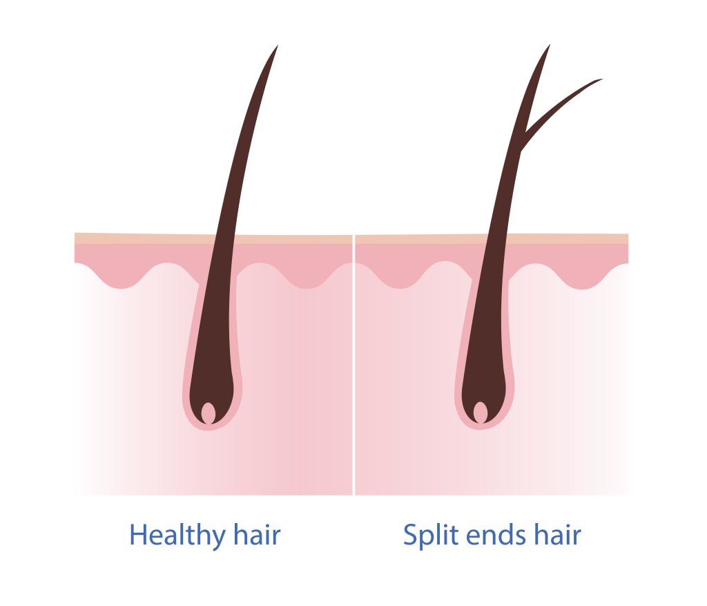 Image showing a healthy hair follicle and a split ends hair follicle, after learning how to prevent split ends you can maintain healthy hair