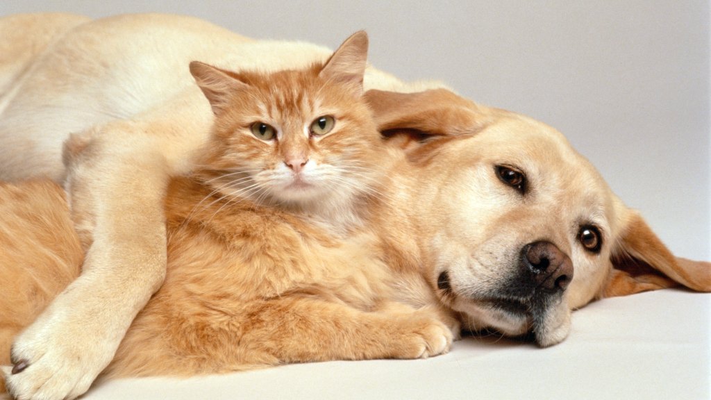 Cat and dog snuggling
