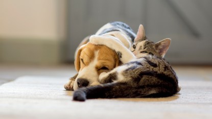 Tabby cat hugging beagle