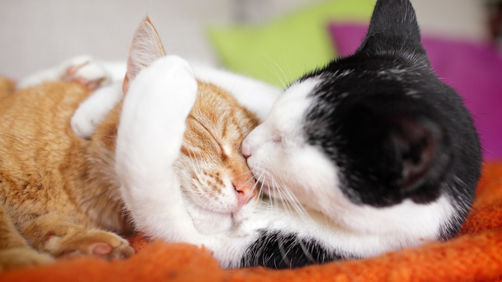 Black and white cat hugging orange cat's face