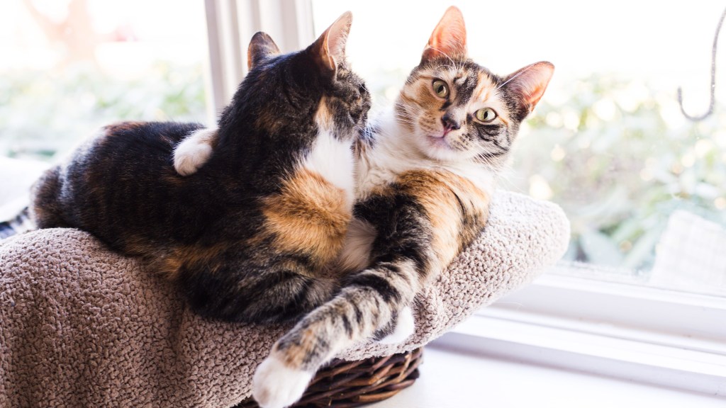 Calico cats hugging in a cat tree