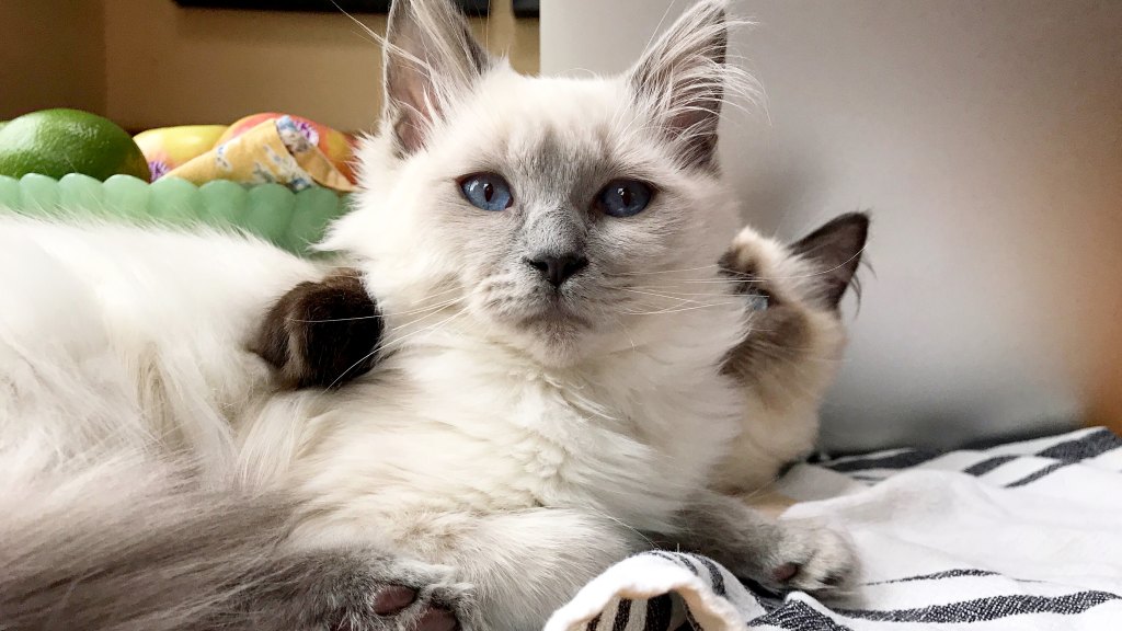 Ragdoll cats hugging on dinner table