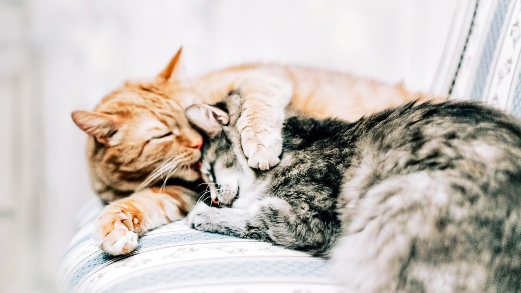 Orange cat hugging gray tabby cat's head