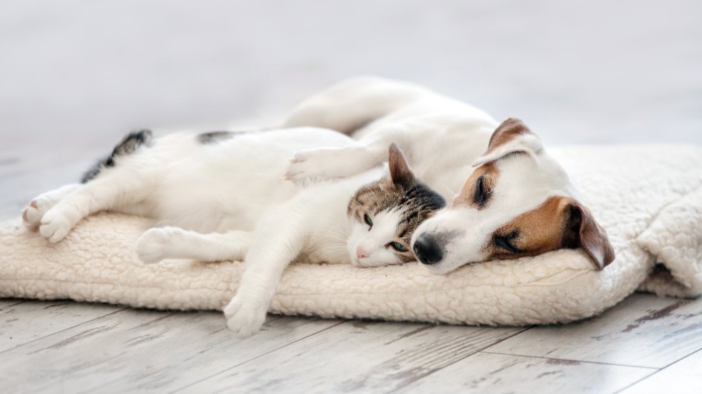 Dog hugging cat