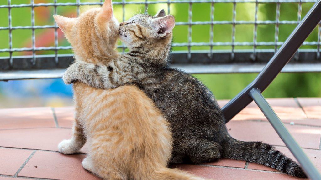 Small tabby cat hugging small orange cat