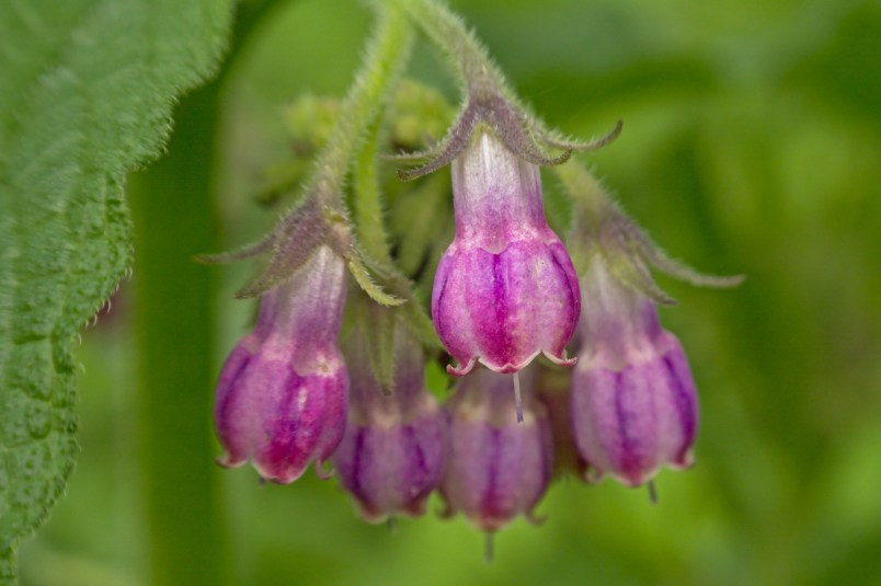 comfrey-for-pain