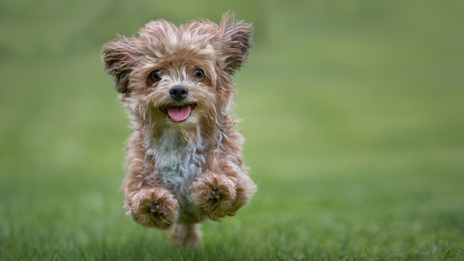 cute puppy leaping in the grass