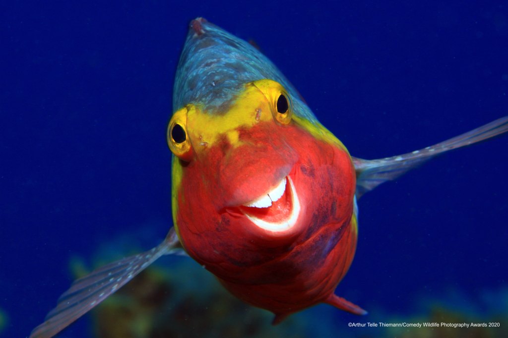 Parrot fish smiling