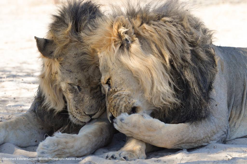 Lions whispering to each other