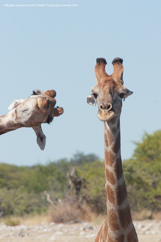 Giraffe popping it's head into frame of another giraffe