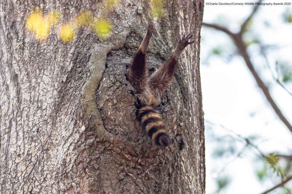 Raccoon's legs sticking out of tree
