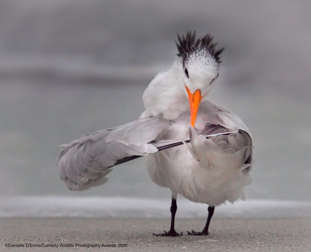 Bird looking like its filing its nails