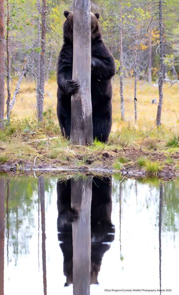 Bear hiding behind a tree