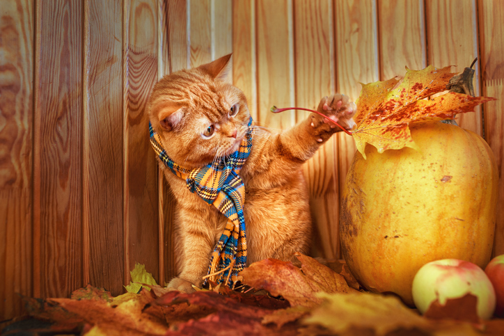 cat in fall in scarf with pumpkins and leaves