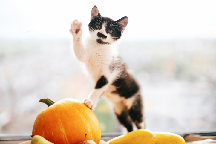 Black and white cat in fall standing on pumpkin