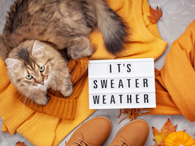 Cat in fall with sign that says "sweater weather"