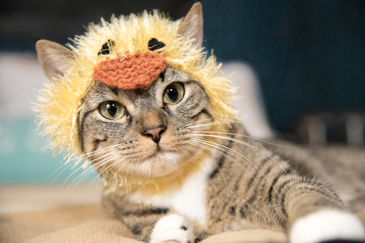 Cat in fall in halloween costume as duck