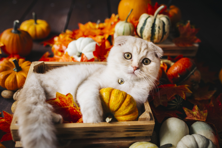 Cat in fall in box of pumpkins and leaves