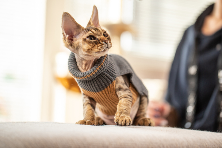 cat in fall turtleneck sweater
