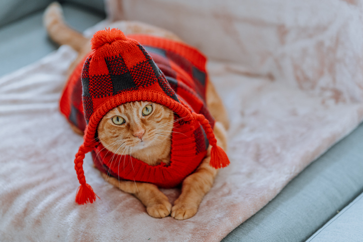 cat in fall wearing hat and sweater