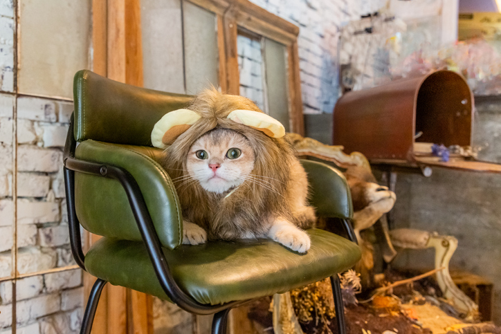 cat in fall in lion halloween costume