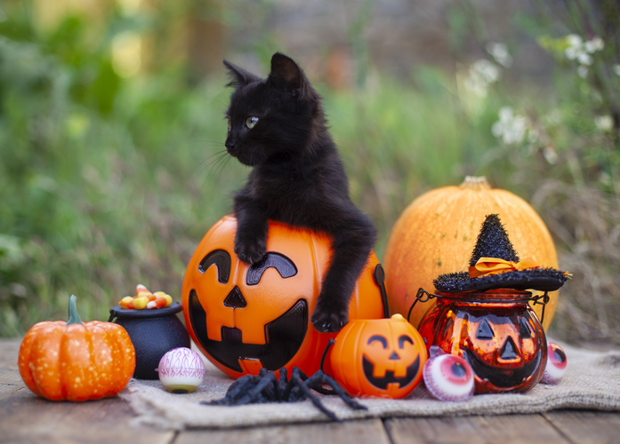 Black cat in fall sitting in jack o lantern with halloween decorations