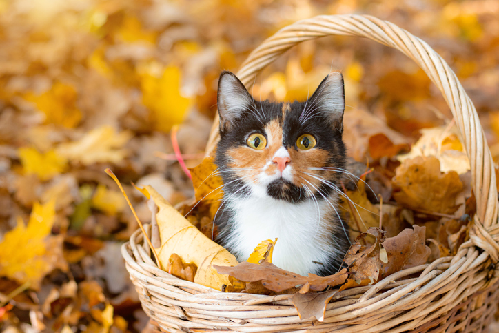 Calico cat in fall in a basket of leaves