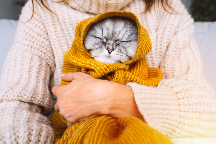 cat in fall snuggled up to owner in yellow blanket