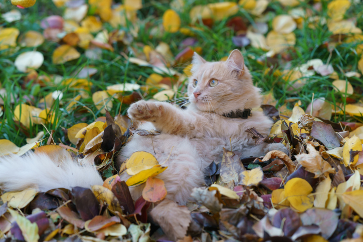 Orange cat in fall playing in leaves