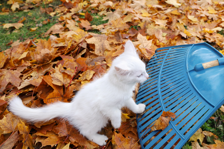 White cat in fall helping rake leaves